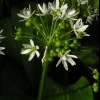 Allium ursinum -- Bärlauch
